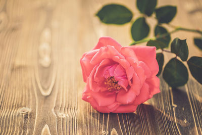 Close-up of pink rose on table