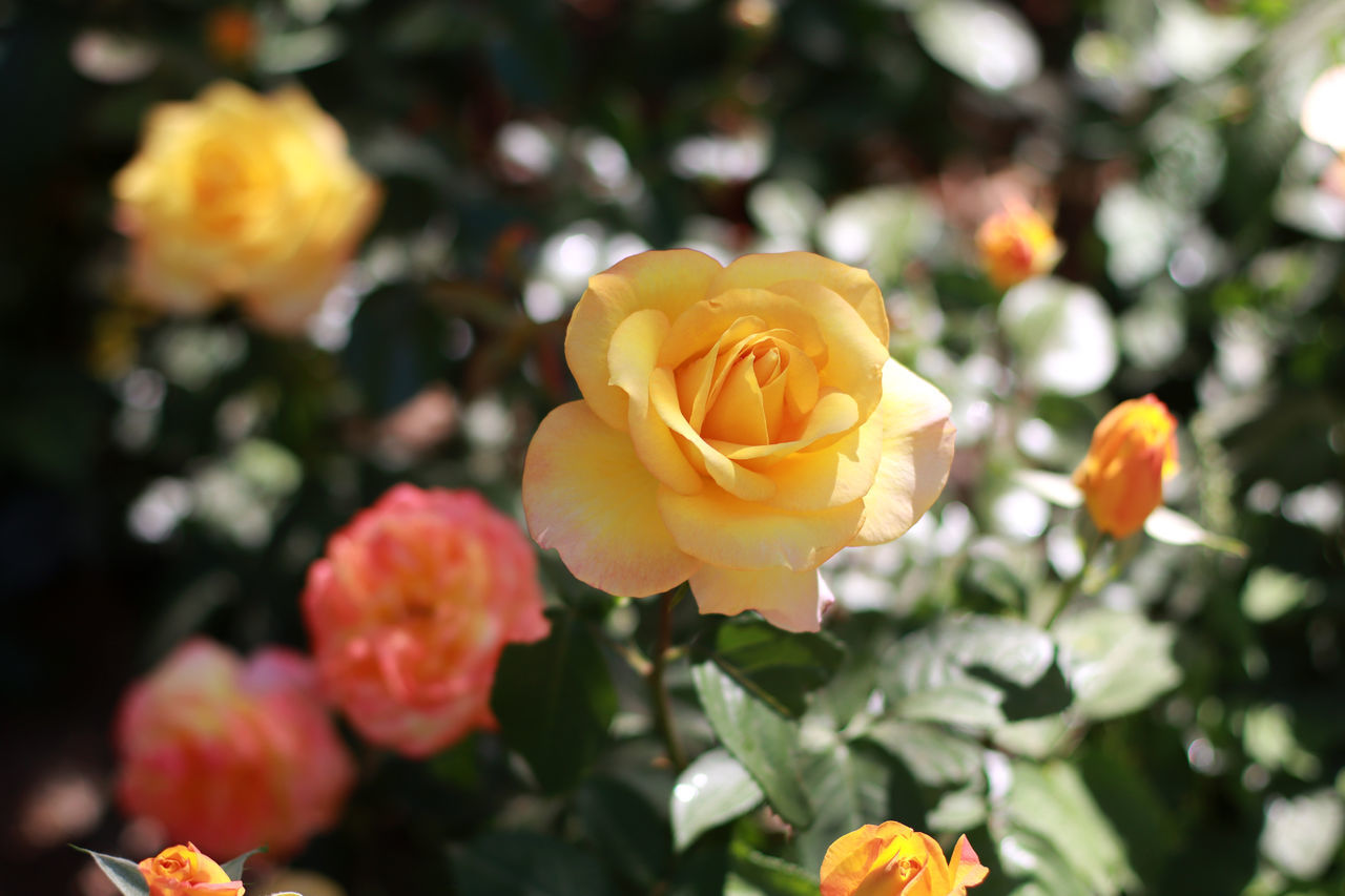 CLOSE-UP OF YELLOW ROSE IN BLOOM