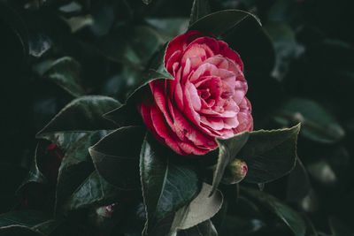 Close-up of red flower blooming outdoors