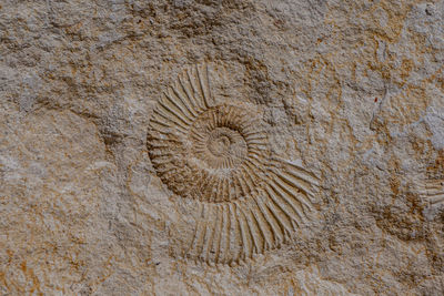 Full frame shot of shells