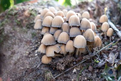 Group of mushrooms on a tree stump