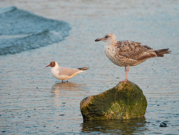 Seagulls perching on a beach