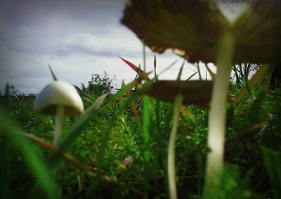 Close-up of lizard on grass against sky