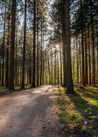 View of pine trees in forest