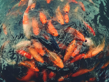 High angle view of koi carps swimming in lake