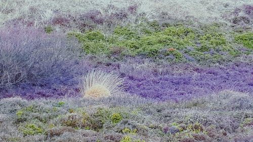 High angle view of purple flowering plants on land