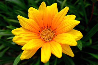 Close-up of yellow flower blooming outdoors