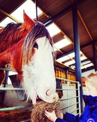 Boy feeding grass to horse in stable