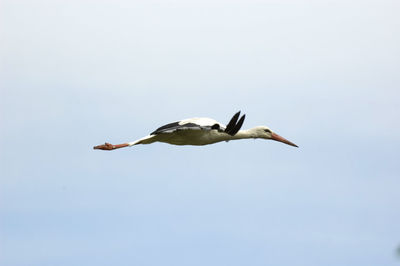 Low angle view of seagull flying