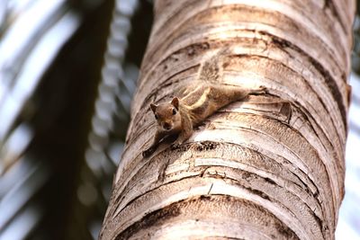 Close-up of lizard