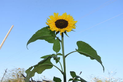 Low angle view of sunflower against clear sky