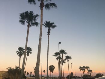 Low angle view of palm trees against clear sky