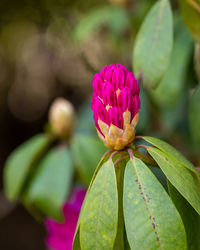 Close-up of plant