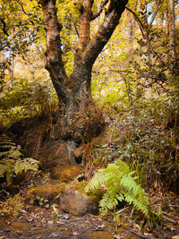 View of trees in forest