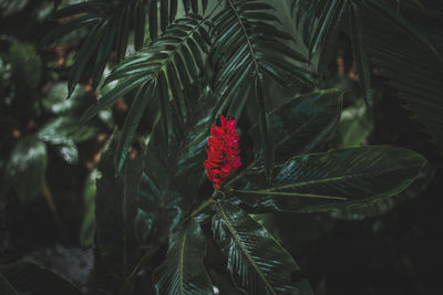 Close-up of red flowering plant