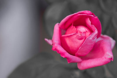 Close-up of pink rose