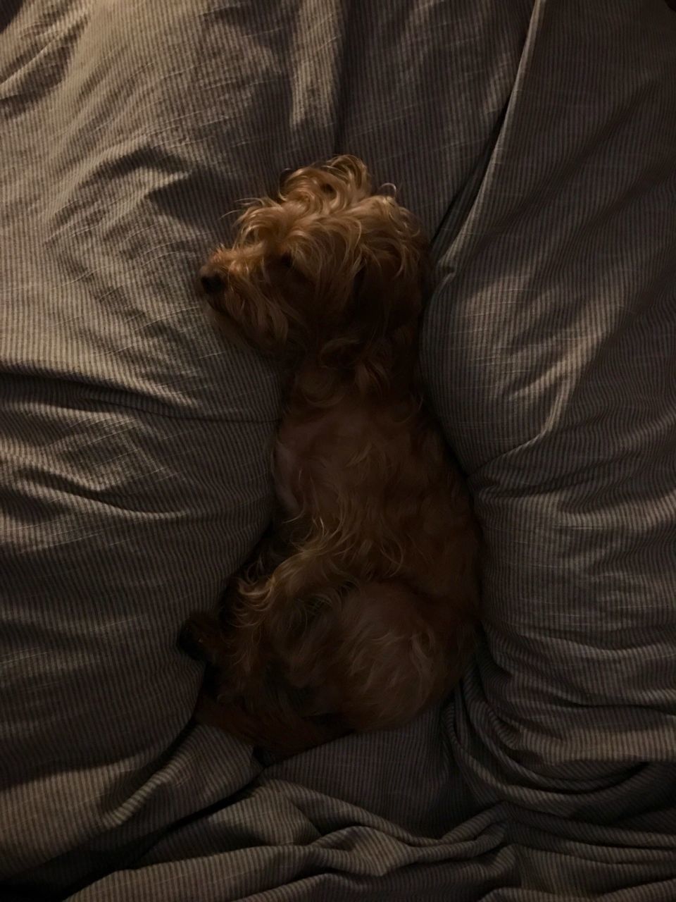 DOG RELAXING ON BED AT HOME