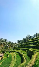 Scenic view of agricultural field against clear sky