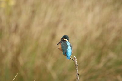 Close-up of bird perching on plant