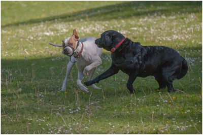 Friends united, a black labrador and white and tan english pointer play in the den in kirriemuir.