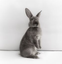 Portrait of rabbit standing on floor against wall