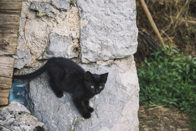 Portrait of a black cat