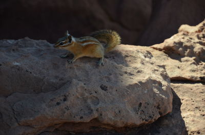 Close-up of squirrel on rock