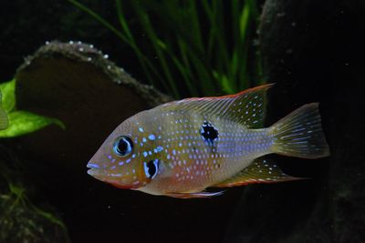 Close-up of fish swimming in sea