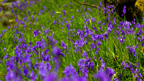 Close-up of purple flowering plants on field