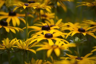 Close-up of yellow daisy flowers