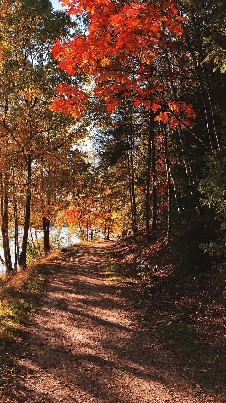 tree, tranquility, the way forward, autumn, tranquil scene, nature, beauty in nature, forest, change, growth, scenics, dirt road, tree trunk, branch, sunlight, footpath, landscape, orange color, season, woodland