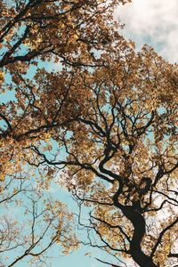 Low angle view of cherry tree against sky