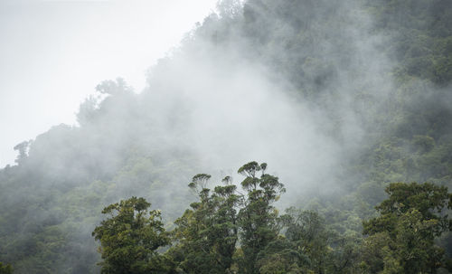 Scenic view of forest against sky