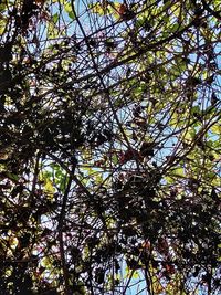 Low angle view of tree in forest