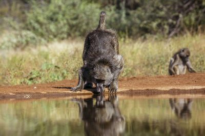 Monkey sitting on lake