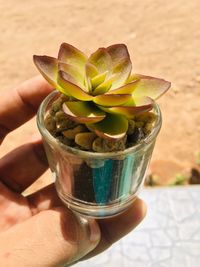 Close-up of hand holding glass of plant