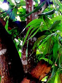 Plants growing on tree