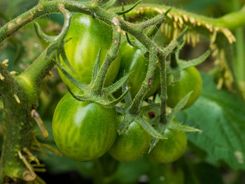 Close-up of fruits