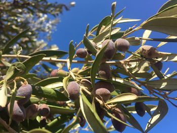 Low angle view of flowers against clear blue sky