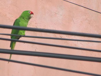 Close-up of parrot perching in cage
