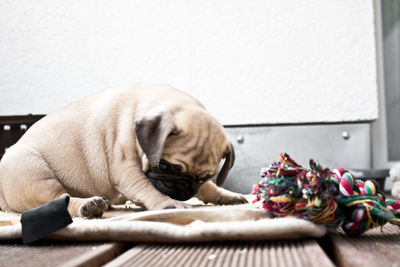 Close-up of puppy