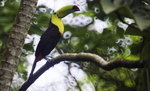 Close-up of bird perching on branch