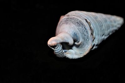 Close-up of seashell against black background