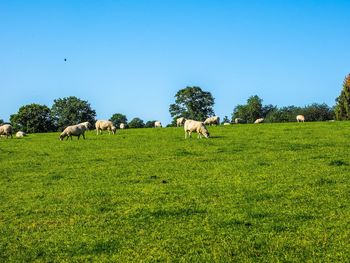 Scenic view of grassy field against blue sky