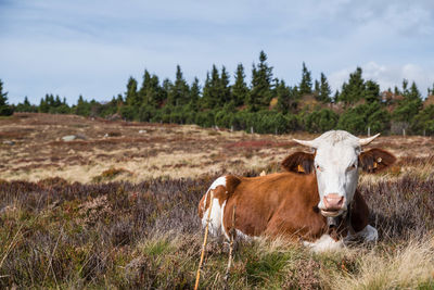 Portrait of cow on field against sky