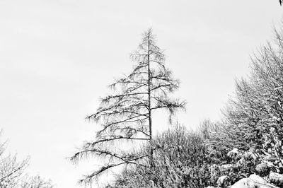 Low angle view of trees against clear sky