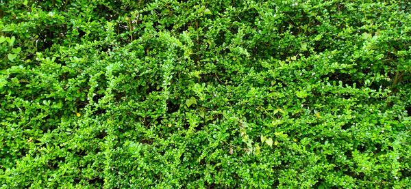 Full frame shot of fresh green plants