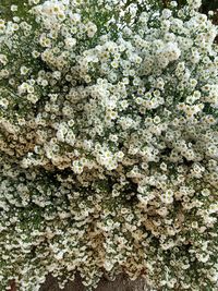 Close-up of white flowering plant
