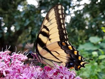 Close-up of butterfly pollinating on pink flower