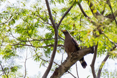 Low angle view of bird perching on tree